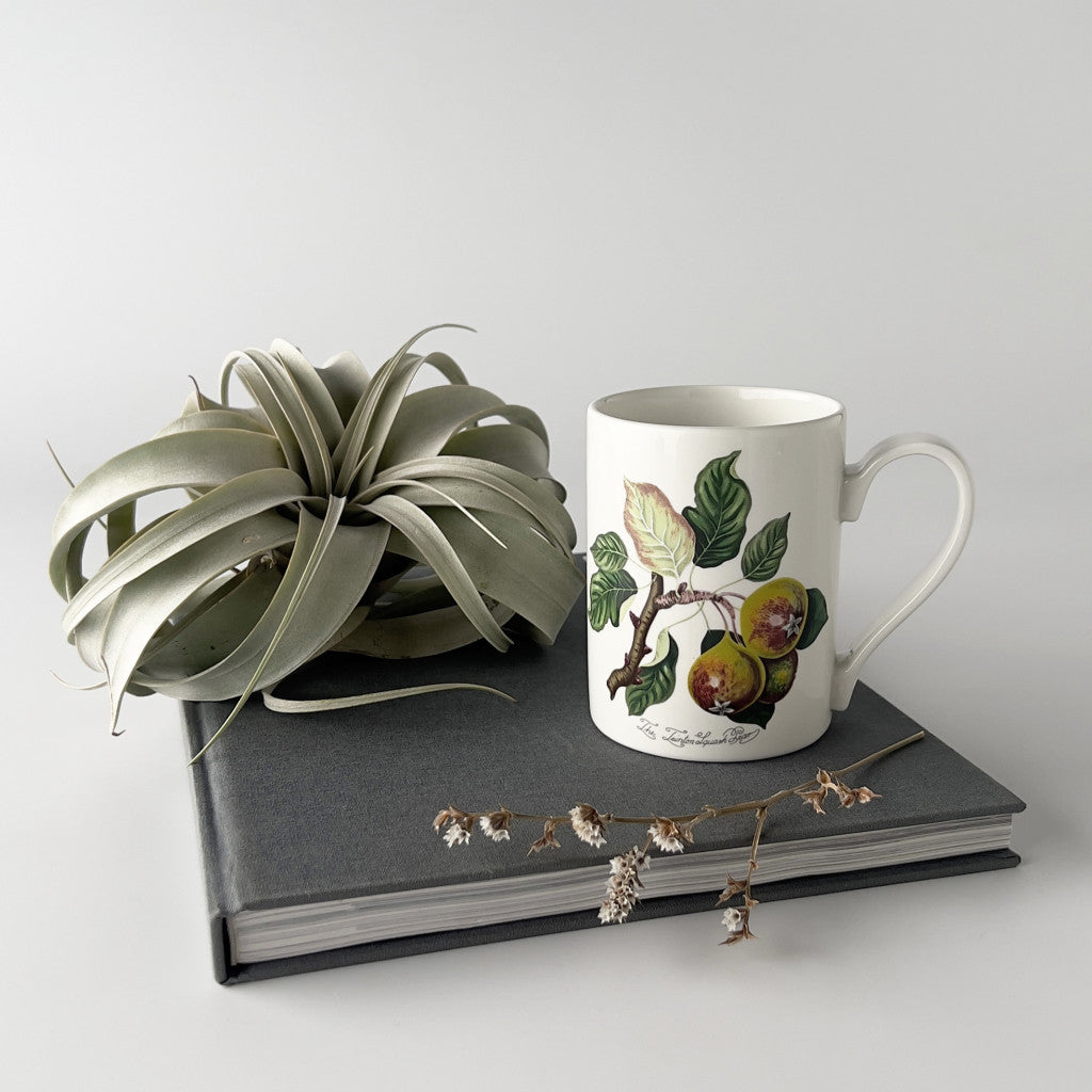 POMONA ポモナ マグカップ