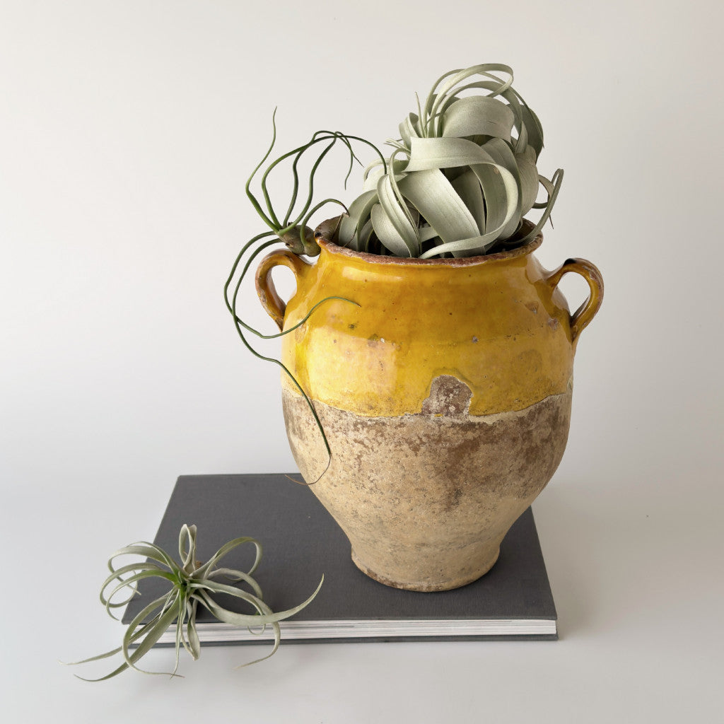 フランス製 アンティーク コンフィポット