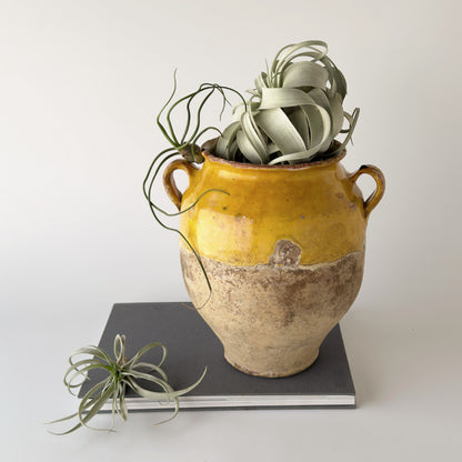 フランス製 アンティーク コンフィポット